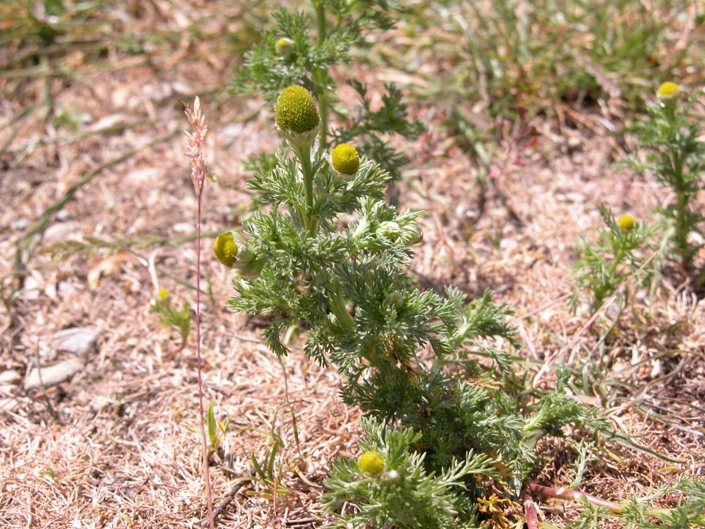 Mayweed, Rayless, Pineapple weed plant